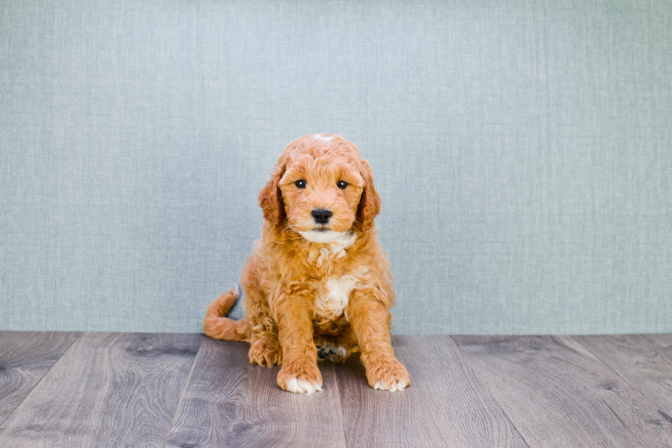 Sweet Mini Goldendoodle Baby