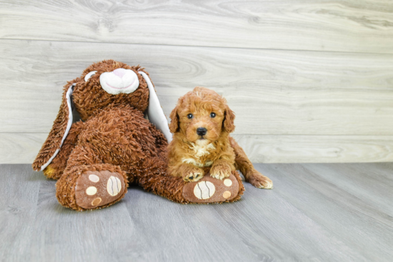 Energetic Golden Retriever Poodle Mix Puppy