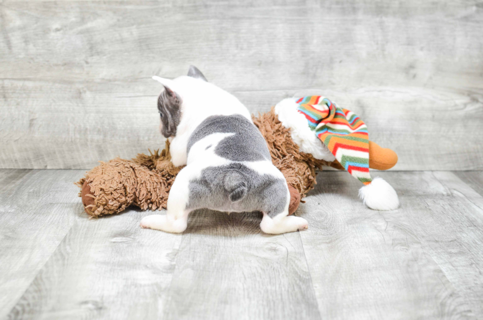 French Bulldog Pup Being Cute