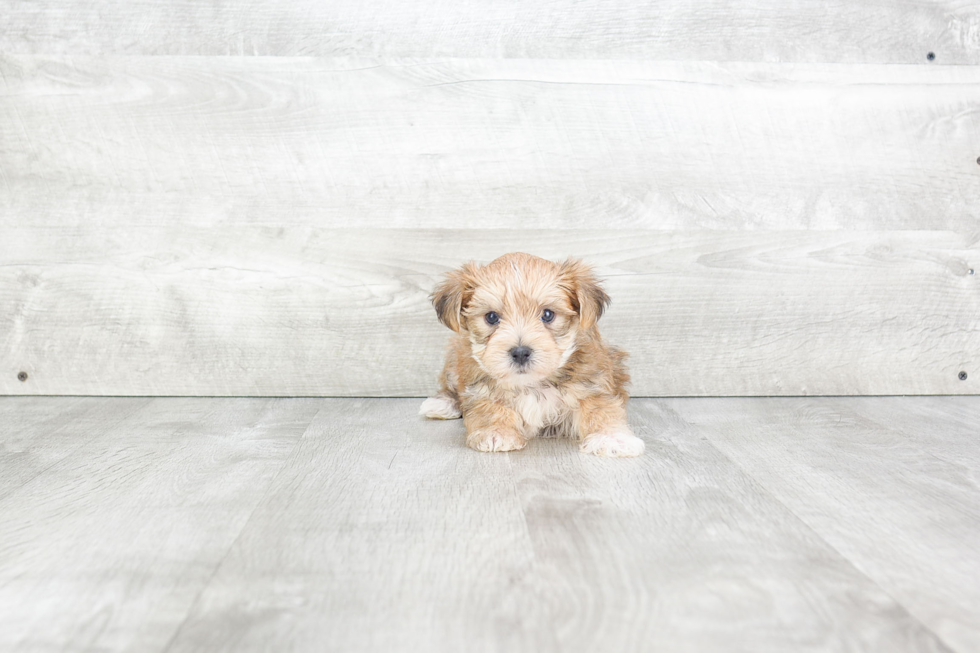 Morkie Pup Being Cute