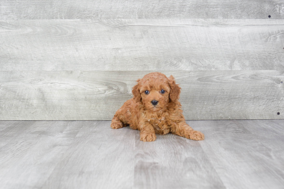 Small Cavapoo Baby