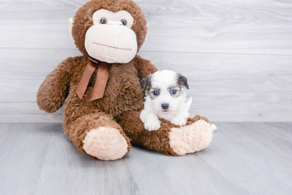 Popular Teddy Bear Designer Pup