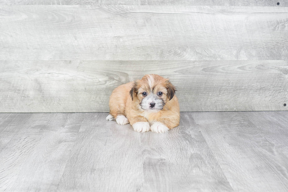 Havanese Pup Being Cute