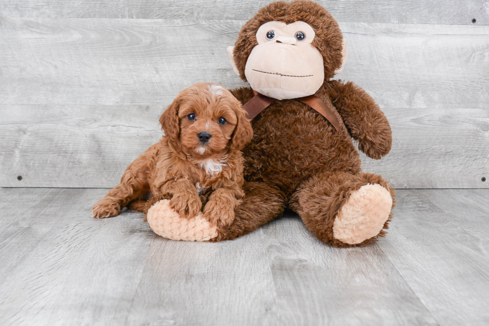 Fluffy Cavapoo Poodle Mix Pup