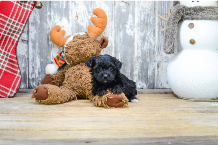 Yorkie Poo Puppy for Adoption