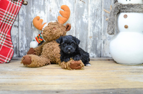 Yorkie Poo Puppy for Adoption