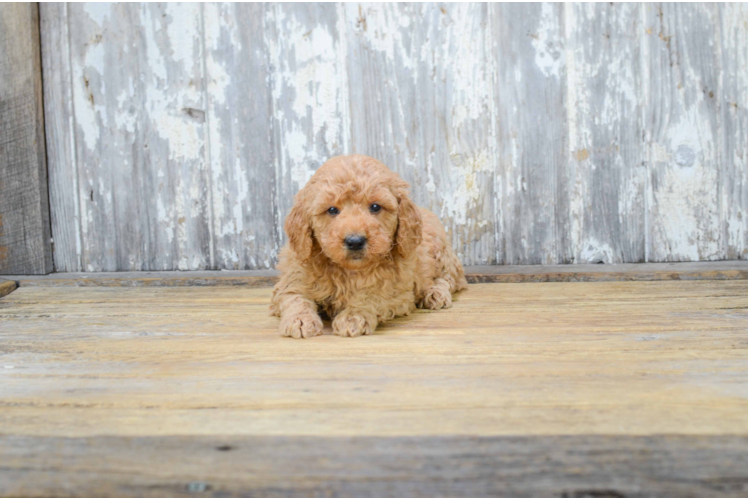 Mini Goldendoodle Puppy for Adoption