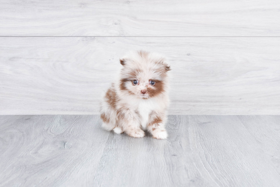 Fluffy Pomeranian Purebred Puppy