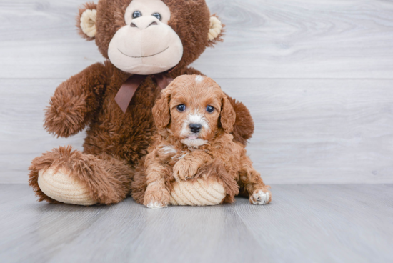 Popular Cavapoo Poodle Mix Pup