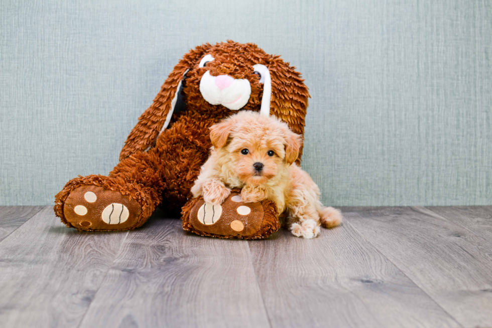 Adorable Maltese Poodle Poodle Mix Puppy