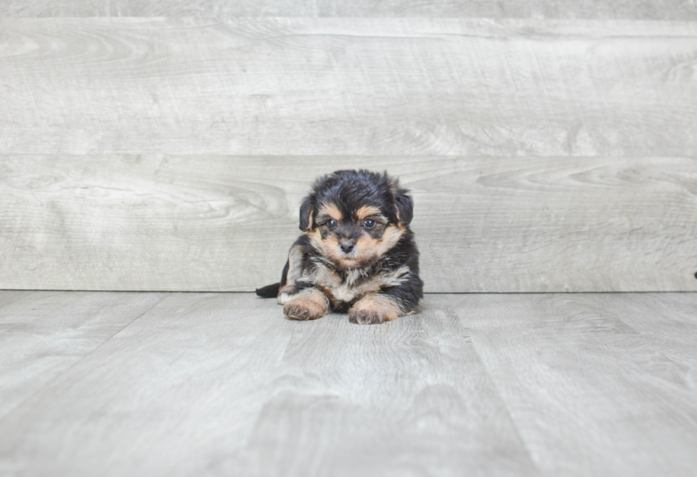 Morkie Puppy for Adoption