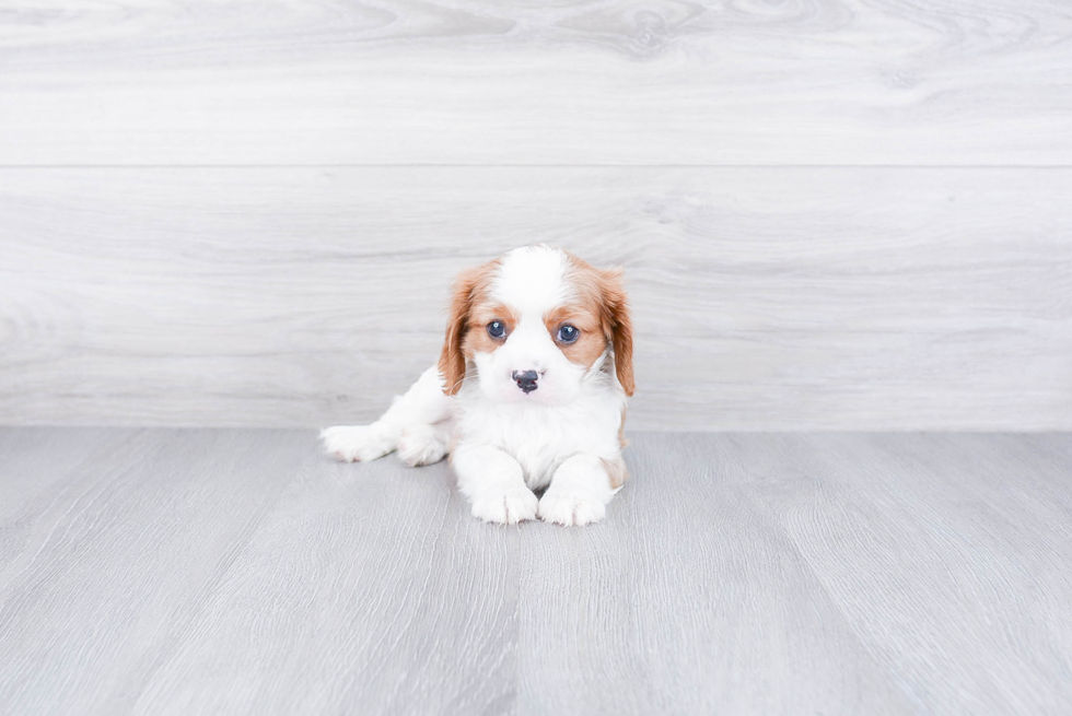 Fluffy Cavalier King Charles Spaniel Purebred Puppy