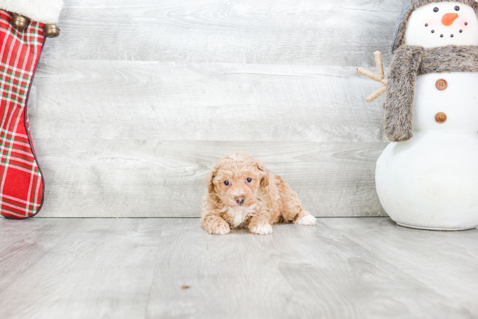 Maltipoo Puppy for Adoption