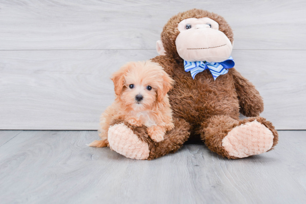 Smart Maltipoo Poodle Mix Pup