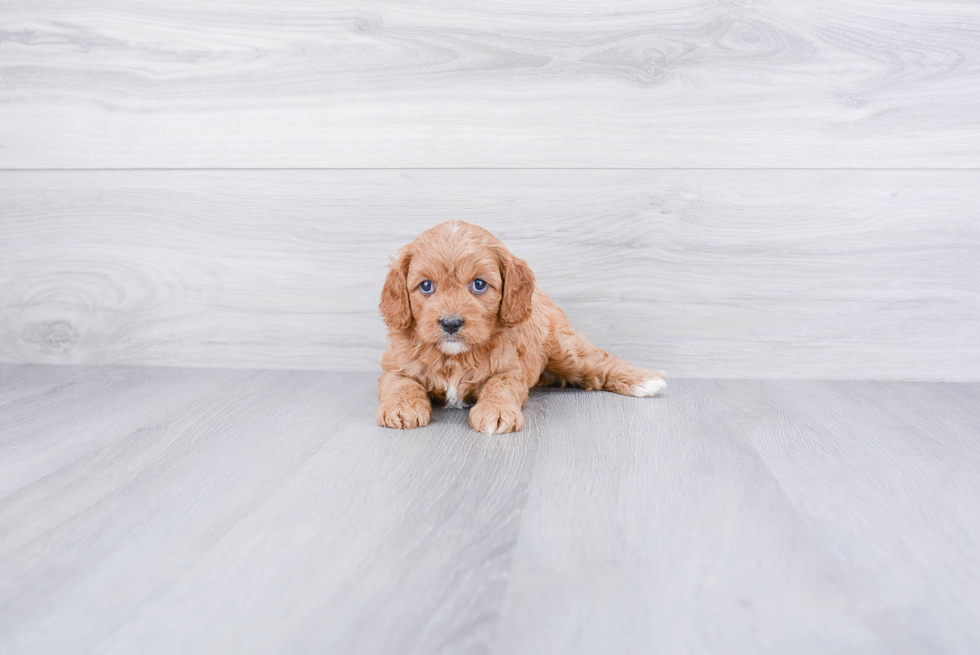 Funny Cavapoo Poodle Mix Pup