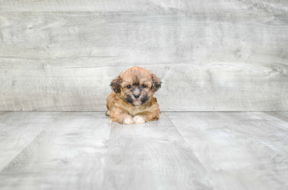 Hypoallergenic Shi Chon Designer Puppy