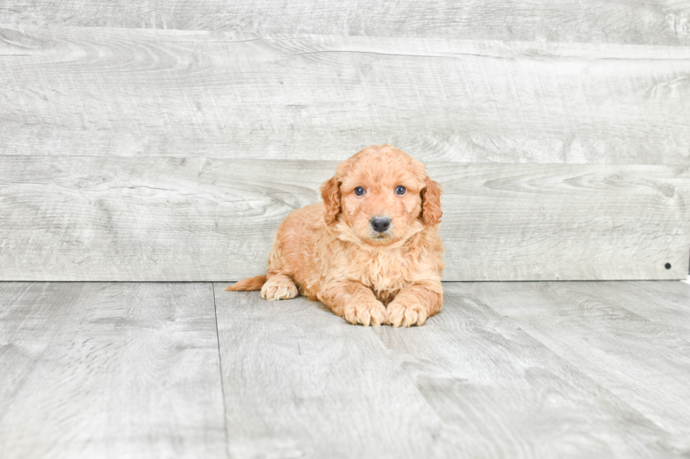 Mini Goldendoodle Pup Being Cute