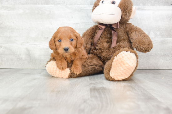 Best Mini Goldendoodle Baby