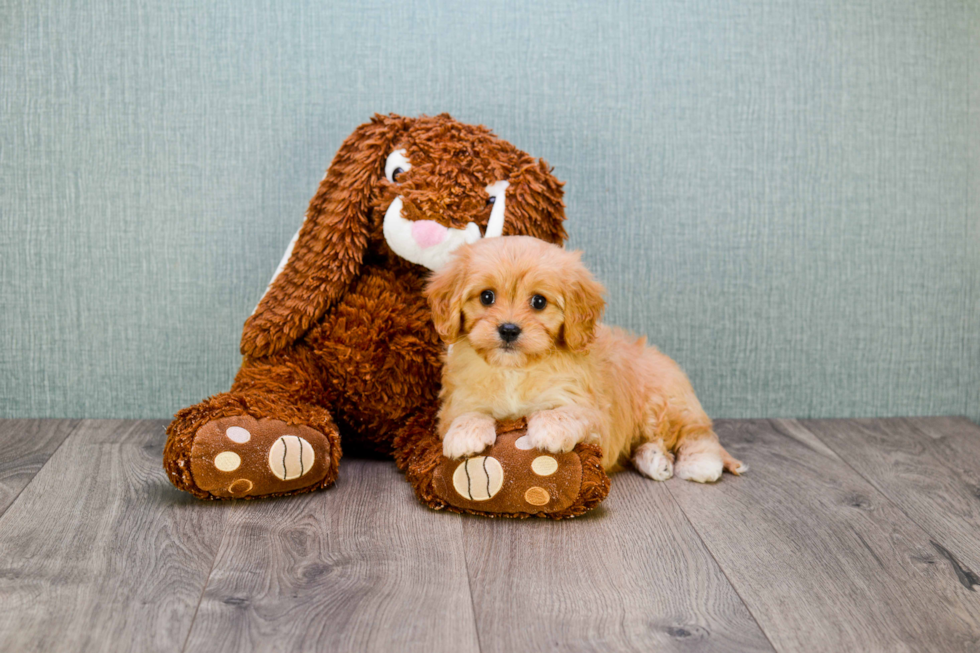 Petite Cavachon Designer Pup