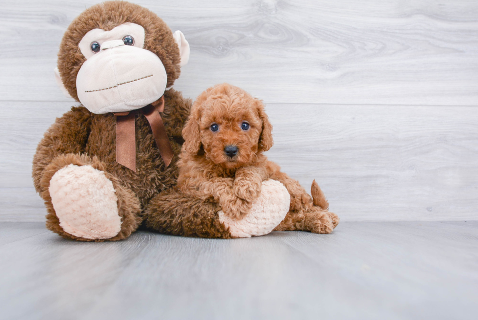 Mini Goldendoodle Pup Being Cute