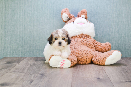 Teddy Bear Pup Being Cute