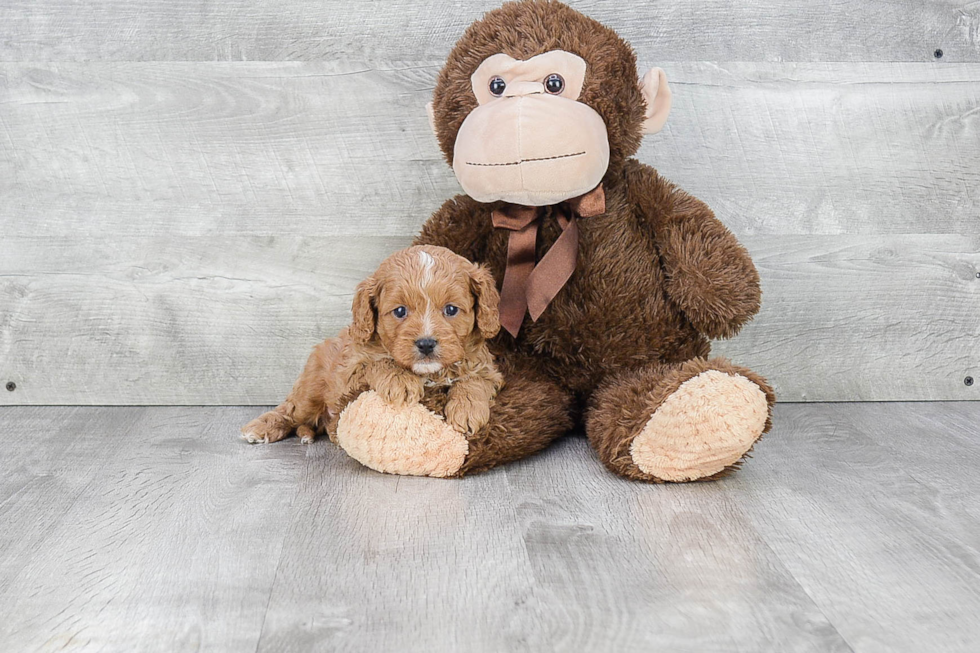 Little Cavoodle Poodle Mix Puppy