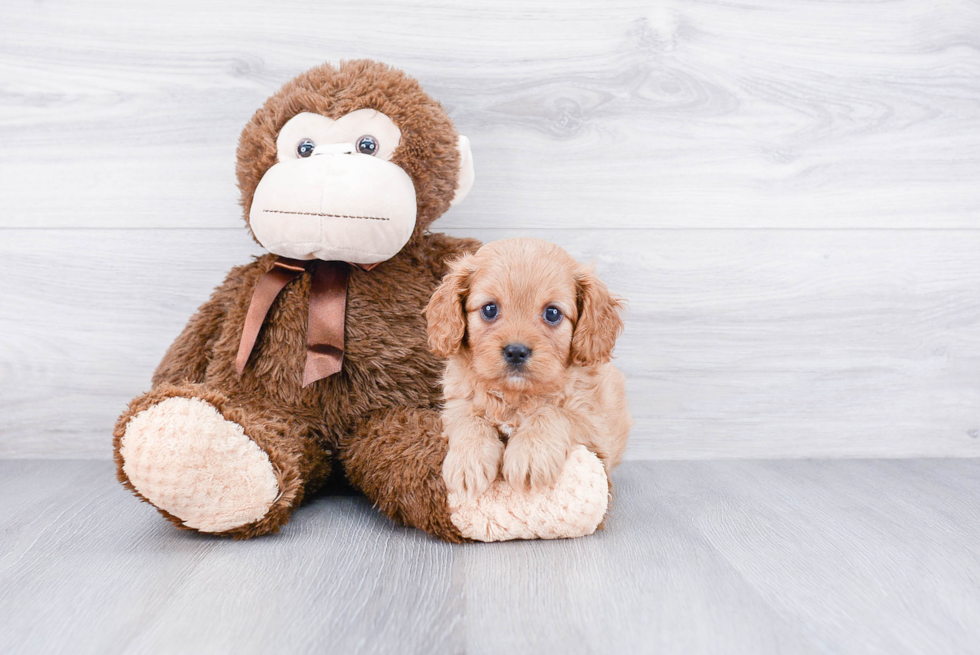 Cavapoo Pup Being Cute