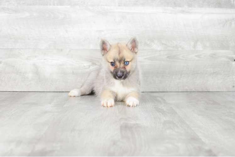 Pomsky Puppy for Adoption