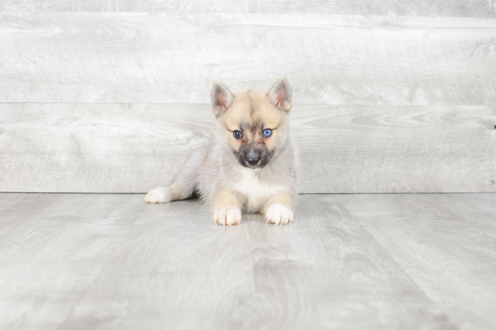 Pomsky Puppy for Adoption