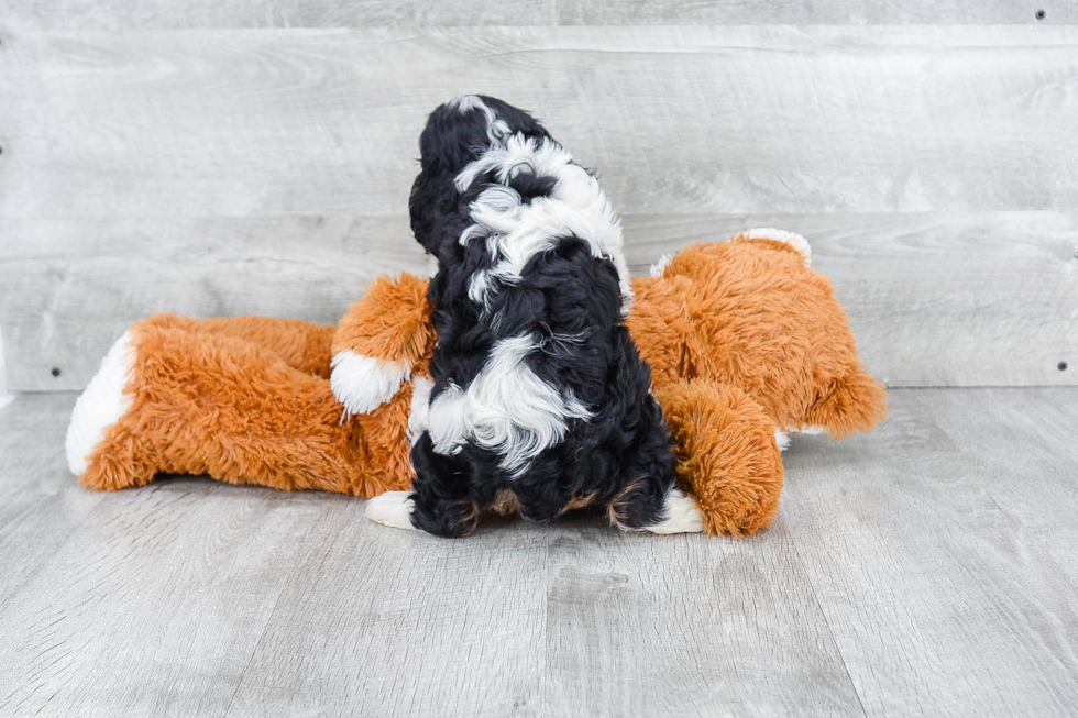 Cavalier King Charles Spaniel Puppy for Adoption