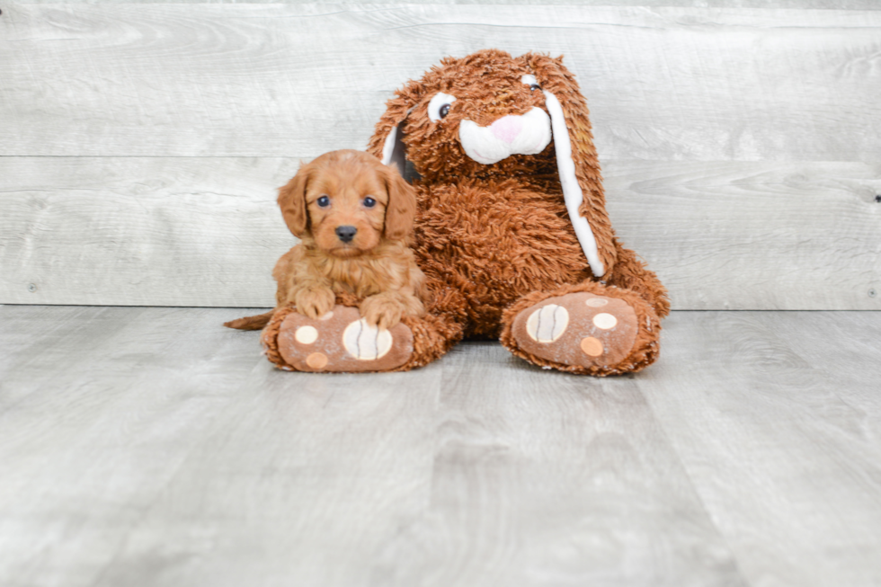 Playful Cavoodle Poodle Mix Puppy