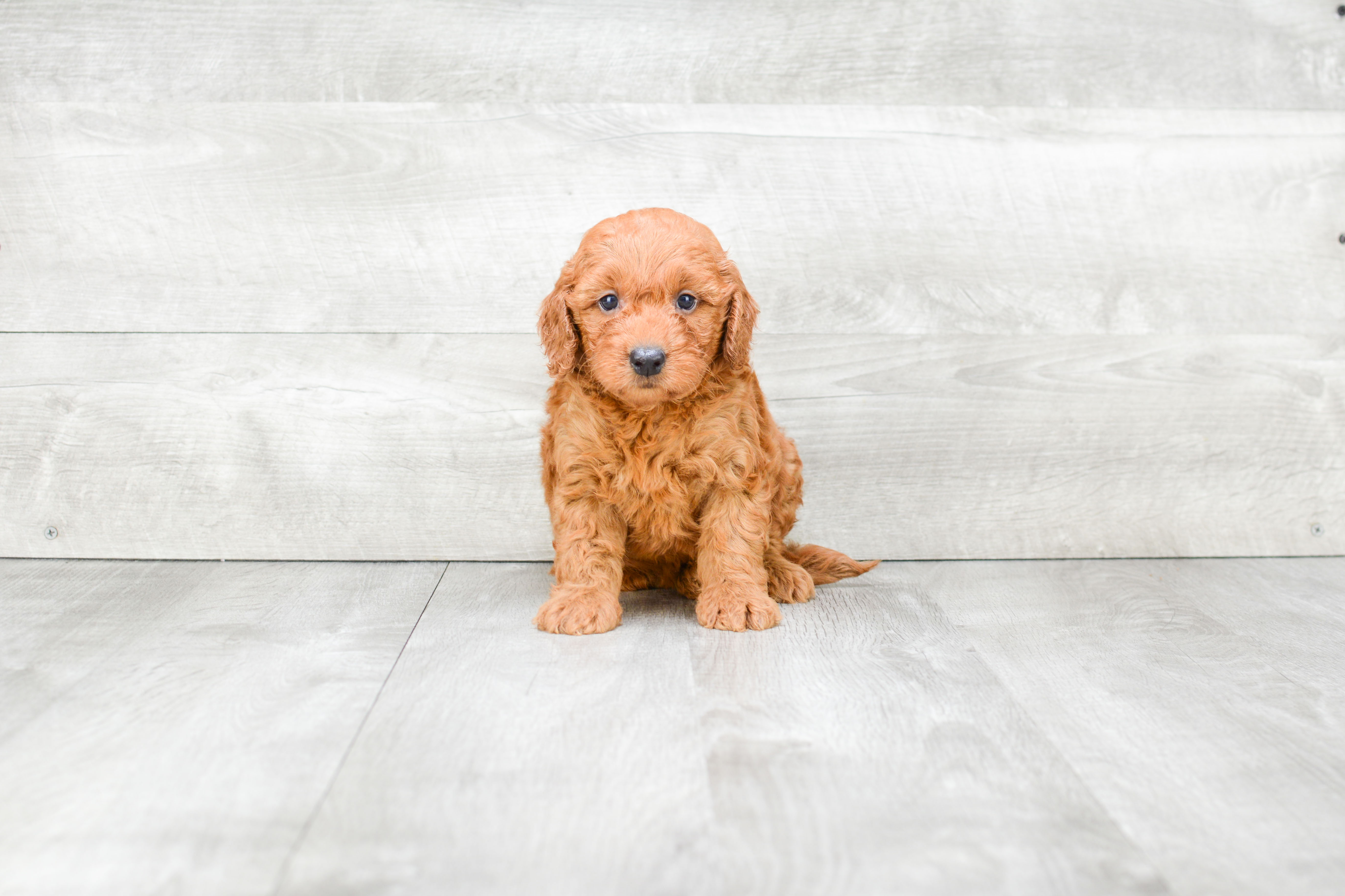 Best Mini Goldendoodle Baby