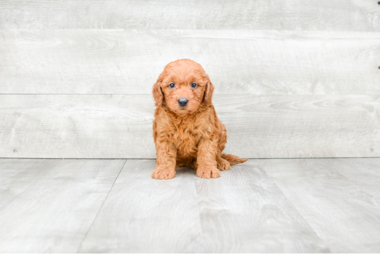 Best Mini Goldendoodle Baby