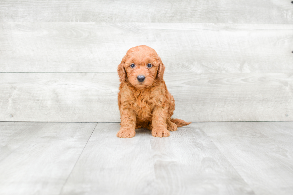 Best Mini Goldendoodle Baby