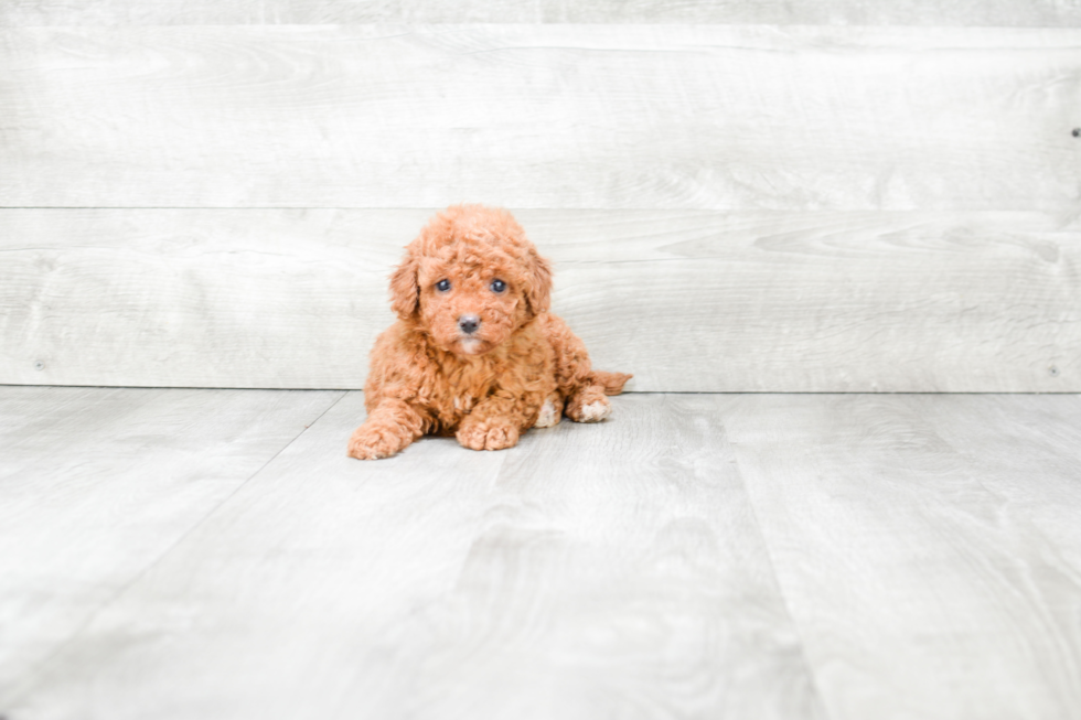 Cavapoo Puppy for Adoption