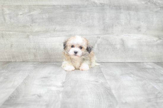 Havanese Puppy for Adoption