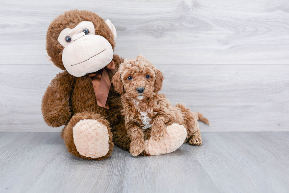 Cockapoo Pup Being Cute