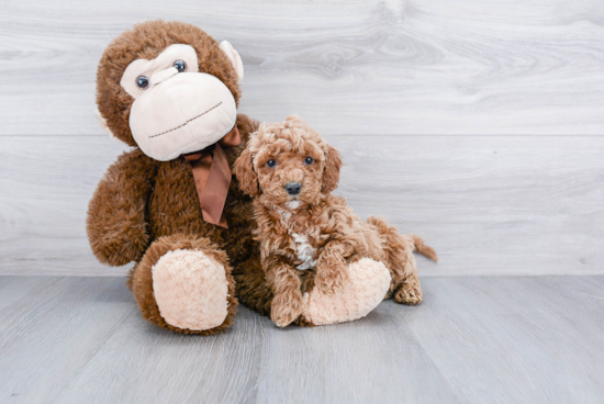 Cockapoo Pup Being Cute