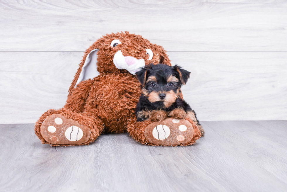 Meet Sebastian - our Yorkshire Terrier Puppy Photo 