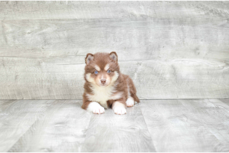 Funny Pomsky Designer Pup