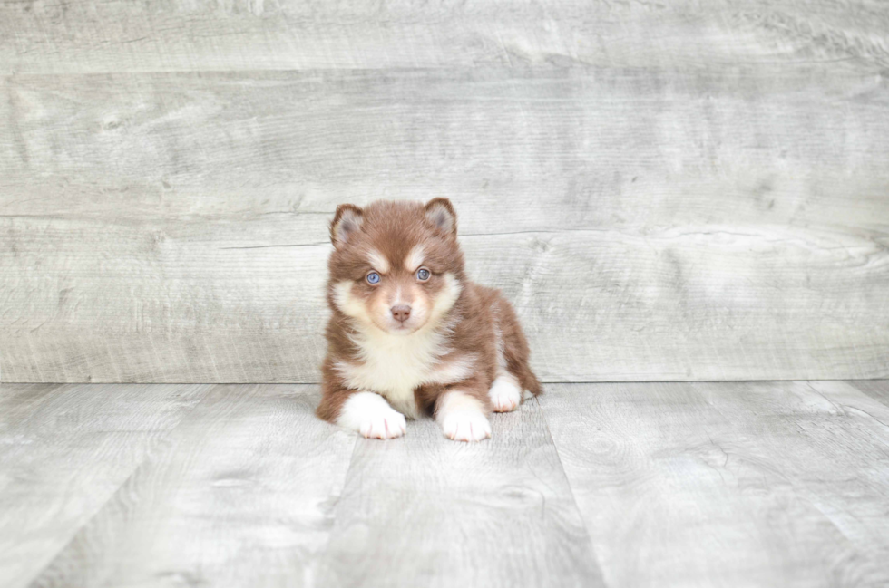 Funny Pomsky Designer Pup