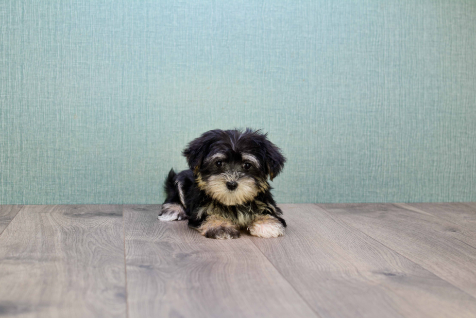 Morkie Puppy for Adoption