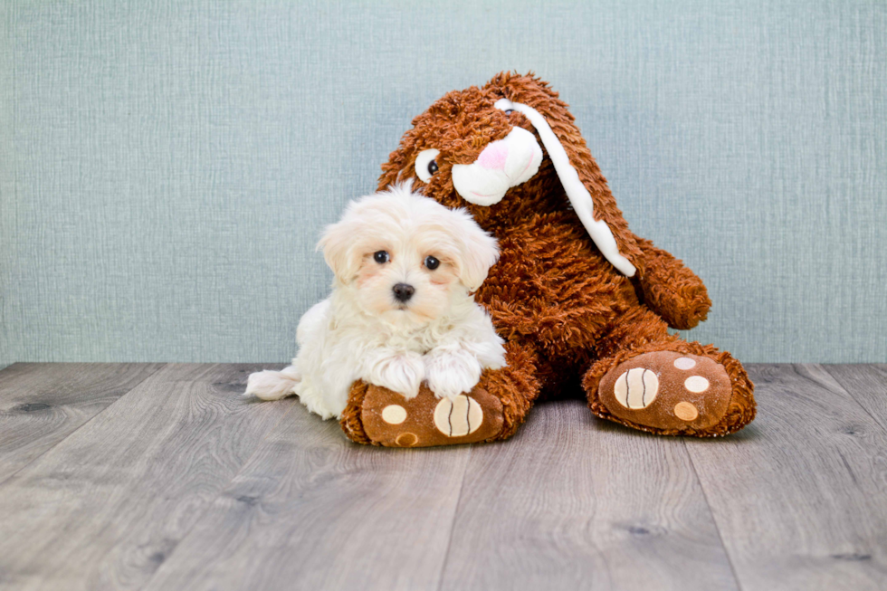 Friendly Maltipoo Baby