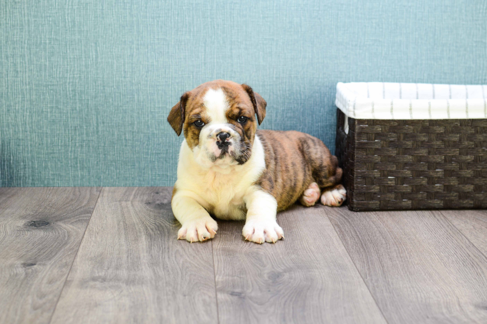 Best English Bulldog Baby