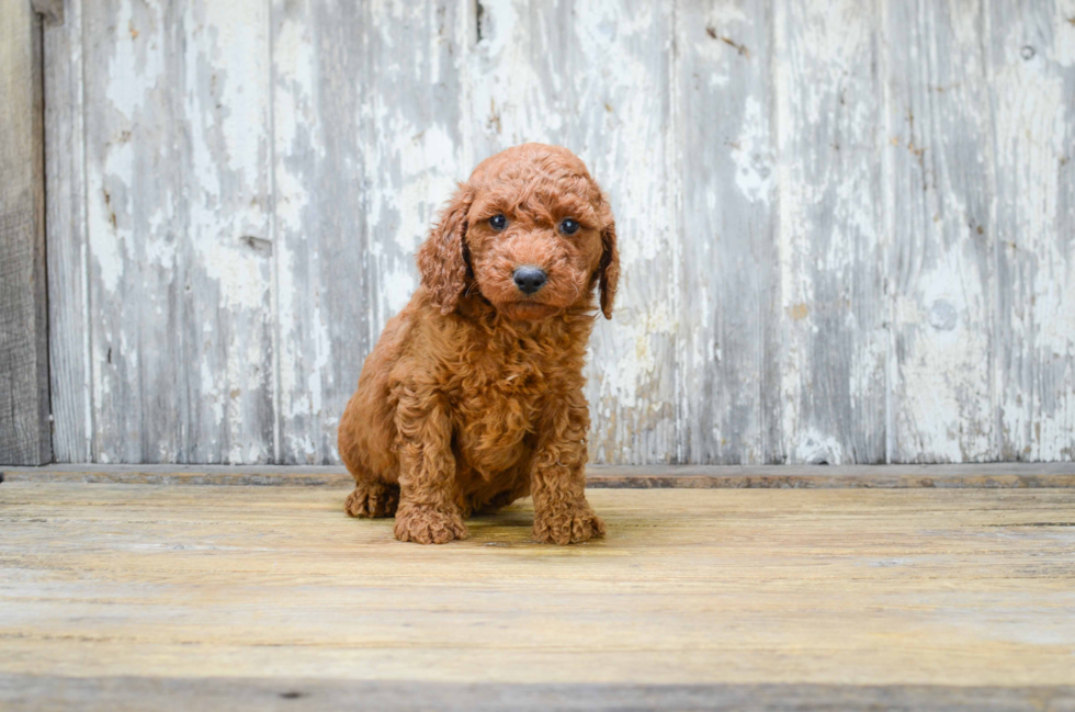 Best Mini Goldendoodle Baby