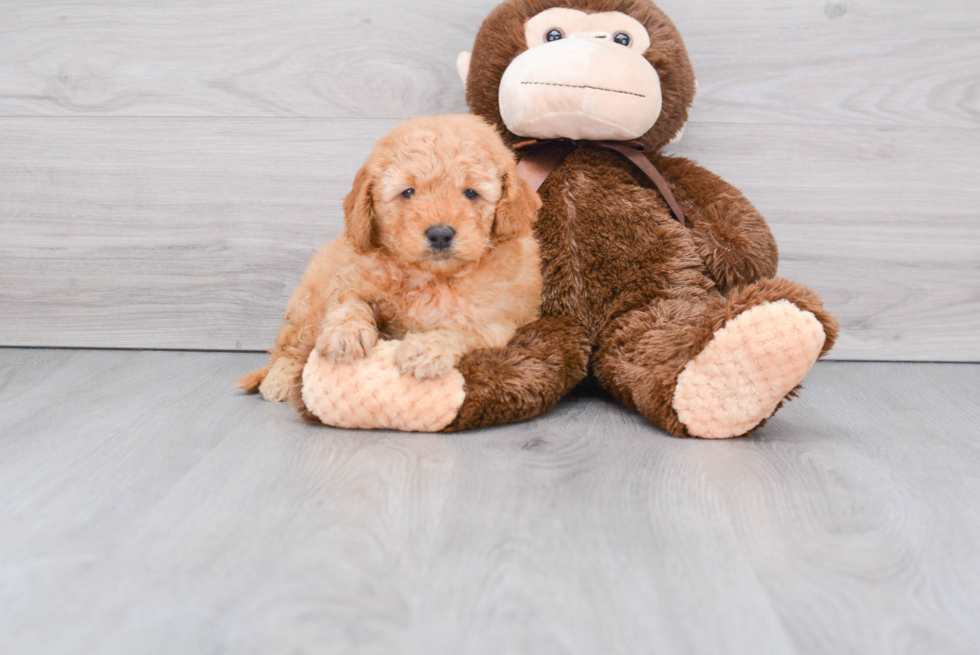 Friendly Mini Goldendoodle Baby