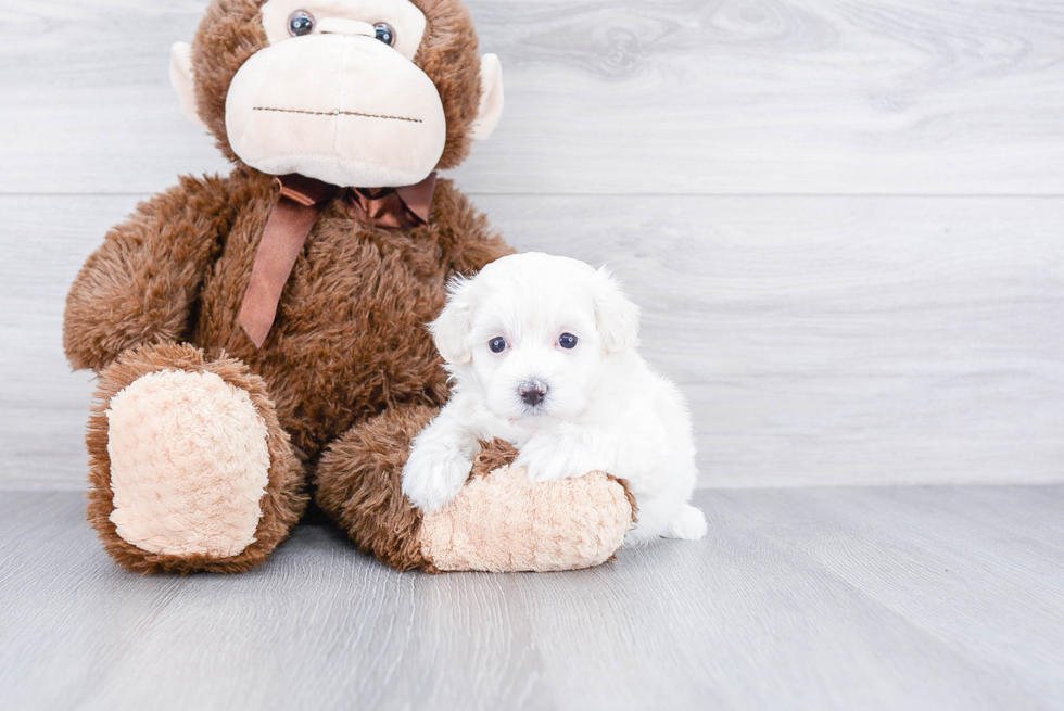 Best Maltipoo Baby