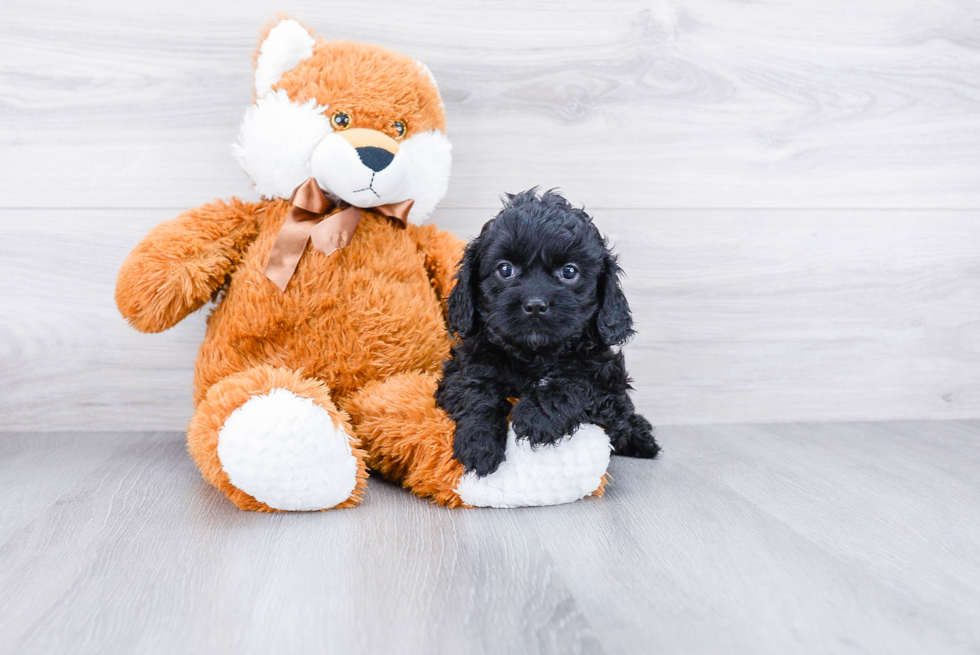 Playful Cavoodle Poodle Mix Puppy