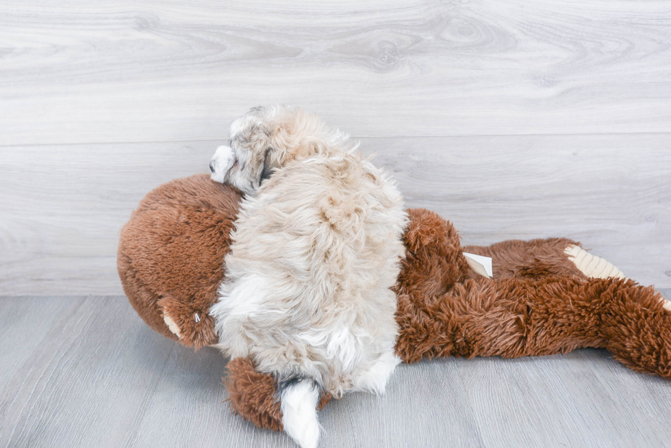 Energetic Havanese Purebred Puppy