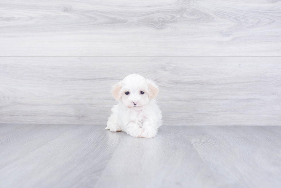 Maltipoo Puppy for Adoption